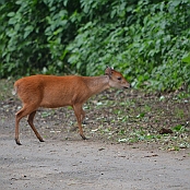 "Red Duiker" St. Lucia, South Africa